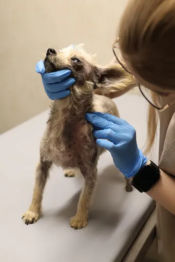 Arbor Vite Salon Pielęgnacji i Terapii Skóry Zwierząt